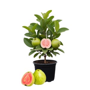 May include: A guava plant in a black pot with green leaves and several green guavas. One guava is cut open, revealing pink flesh. Two whole guavas and a cut guava are at the base of the plant. The background is white.