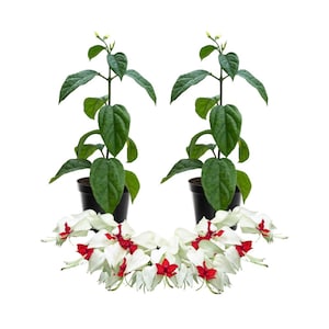 May include: Two potted plants with green leaves and white and red flowers. The plants are in black pots and set against a white background. The flowers are arranged in a semi-circle.