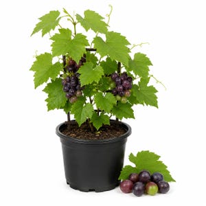Muscadine Grape Vine in 4 Inch Pot, Vitis rotundifolia, Hardy Fruiting Vine for Garden Arbor & Home Orchard