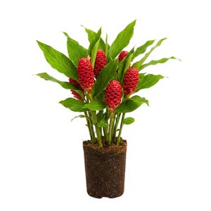 May include: A potted plant featuring vibrant red ginger flowers and lush green leaves. The flowers are cone-shaped and stand out against the green foliage. The plant is in a brown pot filled with soil, set against a white background.
