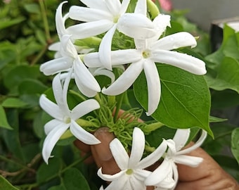 Downey Jasmine Plant, 4-8 Inches, Fragrant Jasmine Flower Vine for Planting