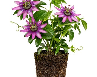 May include: A potted passionflower plant with vibrant purple and white flowers. The flowers have intricate, fringed petals and a complex central structure. The plant has green leaves and is rooted in dark soil, showcasing the plant's root system.