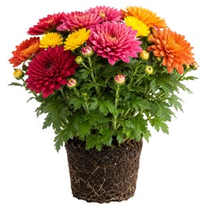 May include: A potted chrysanthemum plant with vibrant blooms in shades of red, pink, yellow, and orange. The flowers are in full bloom, with green leaves and visible roots. The plant is set against a white background.