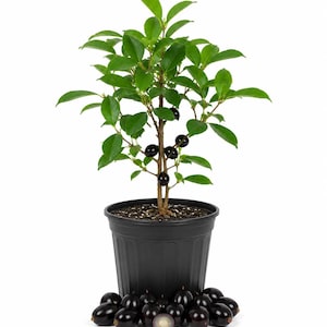 May include: A small jabuticaba tree with glossy green leaves and several dark purple, round fruits growing directly on its woody stems, planted in a black plastic nursery pot, with a cluster of harvested dark purple fruits arranged at the base.
