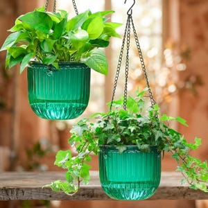 May include: Two emerald green ribbed glass hanging planters suspended by black metal chains. The top planter holds a vibrant green pothos plant, while the lower planter contains a trailing ivy plant with pointed leaves and long, thin stems.