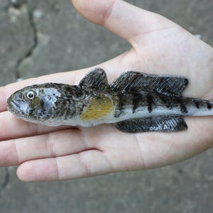 May include: A small fish with a mottled pattern of black, brown, and yellow, held in an open hand. The fish has prominent fins and a white tail. The background is a blurred, neutral tone.