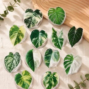 philodendron starfire Philodendron Ring of Fire (Philodendron serratum) main image 1