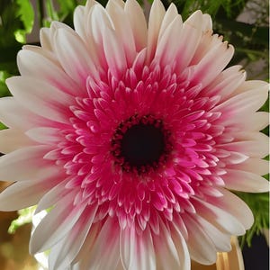 以下が含まれることがあります： 鮮やかなガーベラの花のクローズアップ。花は、ピンクの先端を持つ白い花びらを特徴とし、濃いピンクの中心に変わります。花の中心は濃い黒色です。背景には緑の葉が見えます。