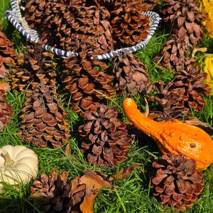 Jeffrey Pine Cones: Cleaned Rustic Natural Decor, Set of 10