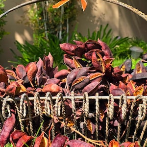 Brachychiton Pods Dried Craft Supply Rustic DecorWreaths crafting Terrariums Holiday Table Scatter