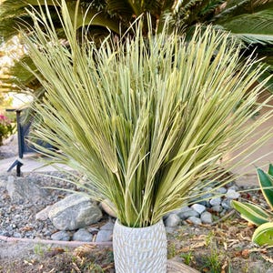 6 Palm Leaves Sun Dried, Long Stem, Natural Home Decor, Dried Floral Arrangements, Holiday