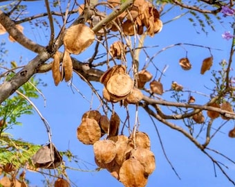 Dried Jacaranda Seed Pods with Stems: Rustic Boho Decor