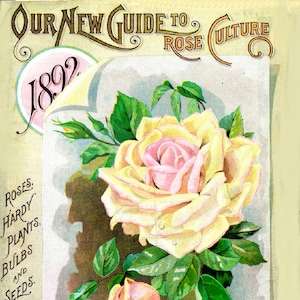以下が含まれることがあります： ディンジー・コナード社のヴィンテージ広告で、黄色とピンクのバラと緑の葉が描かれています。テキストには「Our New Guide to Rose Culture 1892」と「Roses, Hardy Plants, Bulbs and Seeds」とあります。