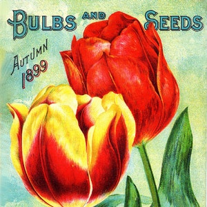 May include: A vintage advertisement for D.M. Ferry & Co. bulbs and seeds. The image features two red and yellow tulips with green leaves. The text "BULBS AND SEEDS" is in blue lettering at the top of the image. The text "AUTUMN 1899" is in black lettering at the top left of the image. The text "D.M. FERRY & CO. DETROIT, MICH." is in yellow lettering at the bottom of the image.