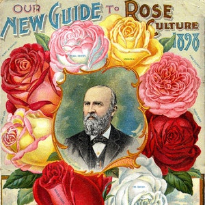 以下が含まれることがあります： バラの苗木のヴィンテージ広告で、ひげを生やした男性の肖像画と、さまざまなバラが咲いている様子が描かれています。テキストには「Our New Guide to Rose Culture 1898」と「Dingee & Conard Co. West Grove, Pa.」とあります。