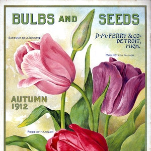 May include: A vintage advertisement for bulbs and seeds from D-M-Ferry & Co. in Detroit, Michigan. The ad features a colourful illustration of three tulips in shades of pink, purple, and red. The text "BULBS AND SEEDS" is displayed at the top of the ad, with the company name and location below. The ad also includes the text "AUTUMN 1912" and "PRIDE OF HAARLEM".
