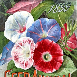 May include: Vintage seed packet featuring a colourful illustration of red, white and blue morning glory flowers. The text on the packet reads "SEED ANNUAL D.M. Ferry & Co. Detroit, Mich. Giant Japanese Morning Glories See Description on Page 84."