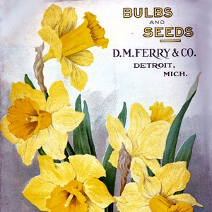 May include: Vintage advertisement for D.M. Ferry & Co. featuring a watercolor illustration of yellow daffodils with orange centers and green leaves. The text reads "BULBS AND SEEDS" and "AUTUMN 1910". The company's name and location, Detroit, Mich., are also displayed.