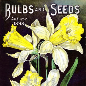 May include: A vintage advertisement for D.M. Ferry & Co. featuring three yellow and white daffodils with green leaves on a black background. The text "BULBS AND SEEDS" is at the top of the advertisement, and "Autumn 1898" is below it. The text "D.M. FERRY & CO. DETROIT, MICH." is at the bottom of the advertisement.