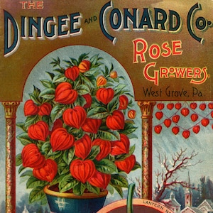 以下が含まれることがあります： ディング・アンド・コナード社ローズ・グロワーズのヴィンテージ広告。鮮やかな赤色の中国提灯植物が青と金の鉢植えに入っています。テキスト「Our New Guide」と「The Chinese Lantern Plant」と日付「Autumn 1897」が見えます。
