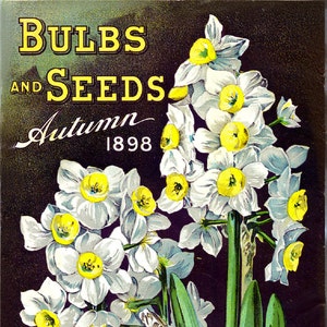 May include: A vintage advertisement for D.M. Ferry & Co. bulbs and seeds. The ad features a bouquet of white daffodils with yellow centres against a dark background. The text "BULBS AND SEEDS Autumn 1898" is printed in bold, yellow letters at the top of the ad. The company name is printed in bold, white letters at the bottom of the ad.