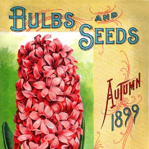 May include: Vintage advertisement for D.M. Ferry & Co. Bulbs and Seeds. The ad features a pink hyacinth flower with green leaves and the text "Autumn 1899".