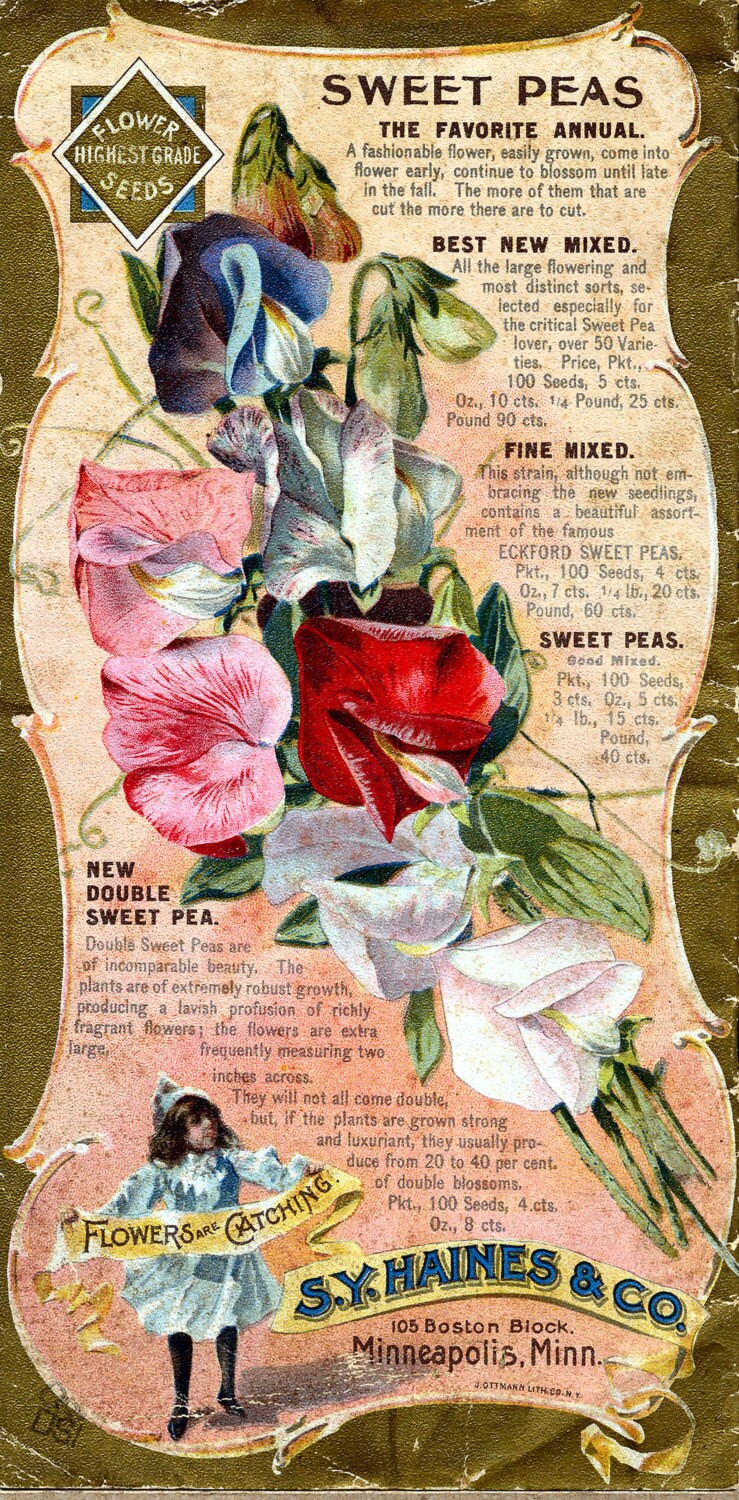 Haines Back Sweet Peas Seed Company  Bright Colorful Print  Vintage Reproduction Print 11 x17