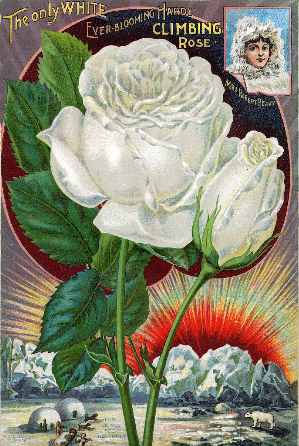 A SLICE IN TIME 1893 - Philadelphia, Pennsylvania Burpee New Sweet Peas Vintage Flowers Seed Packet Travel Advertisement Poster. Poster Measures 10 x 13.5 inches