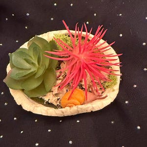 May include: A small, round, cream-colored decorative bowl filled with a green succulent, a spiky red plant, green moss, and an orange seashell. The bowl is set against a dark background with small, scattered, shiny dots.
