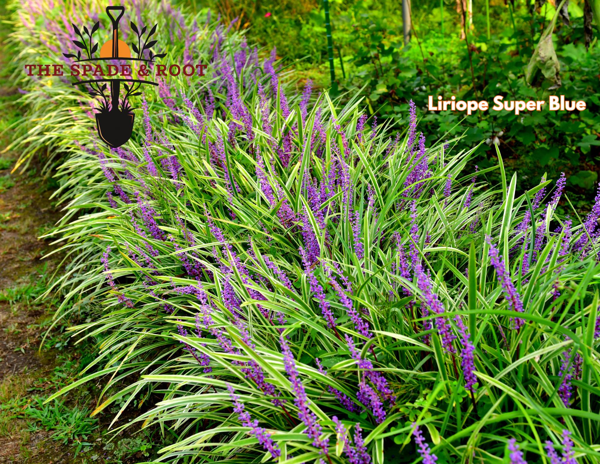 Super Blue Liriope Lilyturf Evergreen Groundcover Ornamental Grass Live