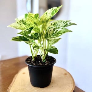 May include: A potted plant with green and white variegated leaves. The plant is in a black pot, sitting on a round wooden slab. The background is a blurred white wall and a round mirror.