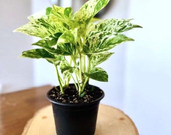 Marble Queen Pothos live plant 4-inch pot easy care low light indoor houseplant