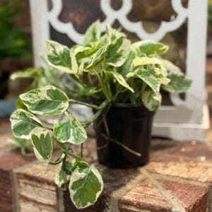 May include: A potted pothos plant with green and white variegated leaves. The plant is in a black pot, set against a backdrop of a white decorative lantern and a brick surface. The plant's leaves have a heart shape.