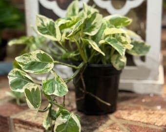 Pearls and Jade Pothos | 4" Live Variegated Houseplant