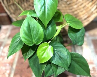 Philodendron Heartleaf – Trailing Indoor Houseplant – 4” Pot – Live Tropical Plant
