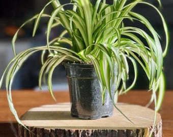 Variegated Spider Plant – Live Houseplant in 4” Pot or 1/2 Gallon Pot