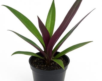 Oyster Plant Moses in Cradle – Tradescantia Spathacea Live Outdoor Plant (4” Pot)