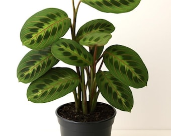 Red Maranta Prayer Plant – Live Tropical Indoor Houseplant (3-inch or 4-inch Pot)
