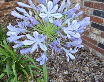 Agapanthus African Blue Live Plant | Easy Care Perennial Garden Flower 4” Pot