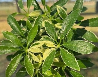 Dwarf Umbrella Plant, Variegated or Green Schefflera Arboricola Houseplant