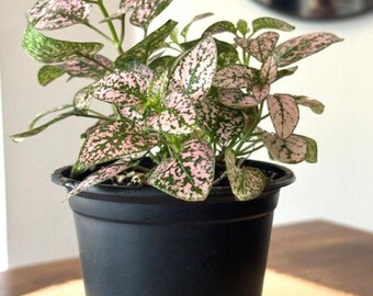 Pink Splash, Hypoestes Phyllostachya, Polka Dot Plant – 3-Inch or 4-Inch Pot – Live Houseplant