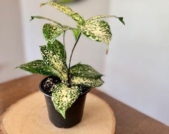 Florida Beauty Dracaena – Rare Speckled Houseplant – Live 4-inch potted Plant