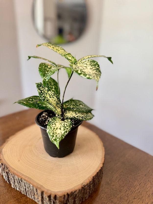 Small Dracaena - Etsy