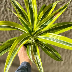 Lemon Lime Dracaena Warneckii – Live Houseplant - 4 Inch Pot – Easy Care Indoor Plant