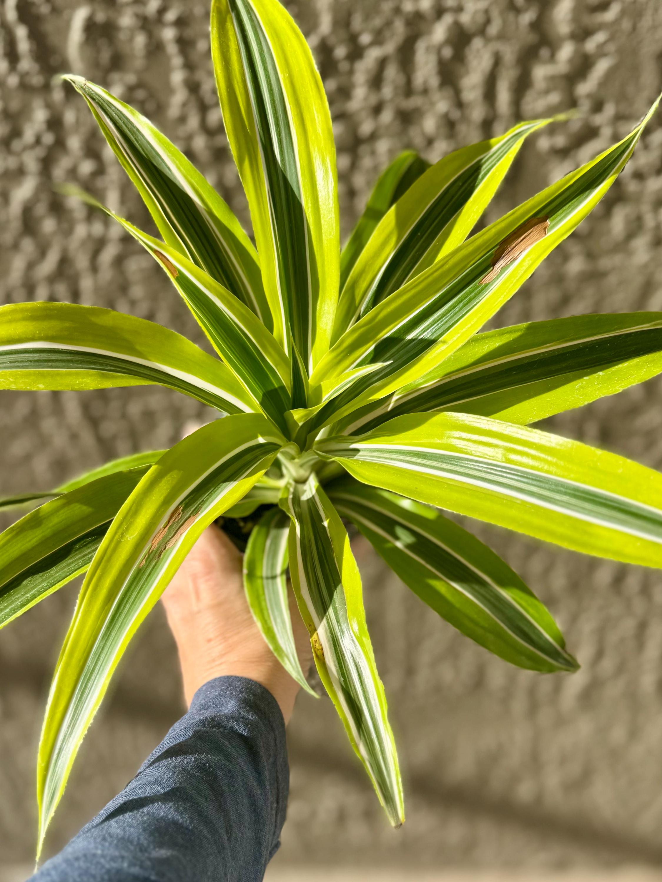 Lemon Lime Dracaena - Etsy