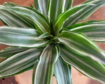 Dracaena Warneckii, Striped Dracaena – Live Plant 4-inch Pot