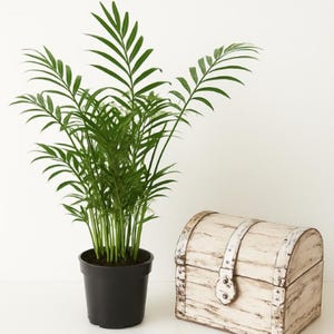 Parlor Palm (Neanthe Bella Palm) – Live Houseplant – 4 Inch Pot – Easy Care Indoor Plant