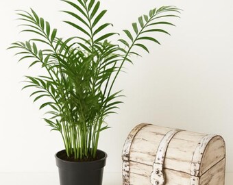 Parlor Palm (Neanthe Bella Palm) – Live Houseplant – 4 Inch Pot – Easy Care Indoor Plant