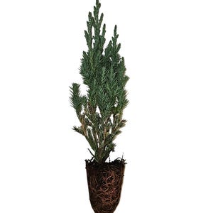 Spiny Greek Juniper Juniperus-excelsa Evergreen Conifer Live Potted Shrub Mediterranean Drought-Tolerant Indoor/Outdoor 10-12 inches