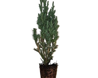 Spiny Greek Juniper Juniperus-chinensis Evergreen Conifer Live Potted Shrub Mediterranean Drought-Tolerant Indoor/Outdoor 8-12 inches